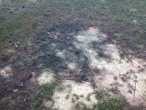 My dad long ago accidently spilt a  bag of grass seed and this is the end result.